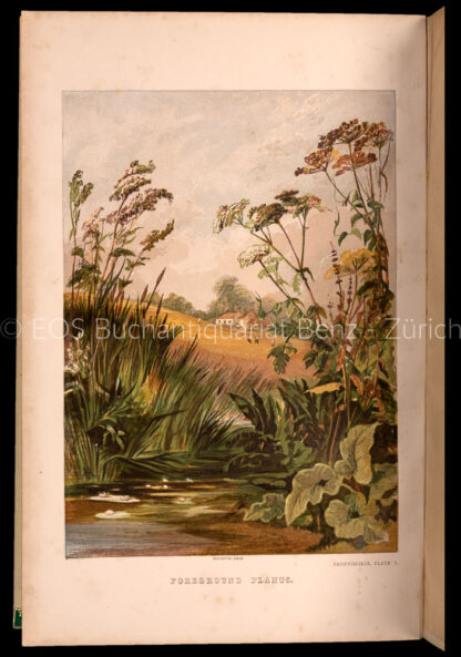 Barnard, George: -Drawing from Nature.