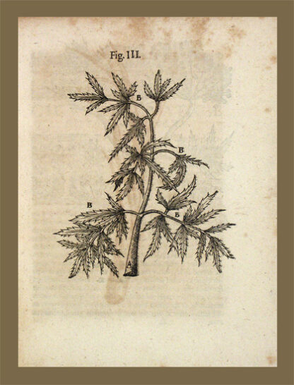 Wepfer, Joh(ann) Jakob: -Cicutae aquaticae historia et noxae.