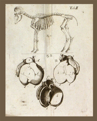 Veith, Johann Emanuel: -Handbuch der Veterinärkunde