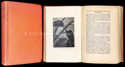 Step, Edward: -The Ant. –