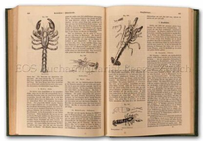 Giebel, C.G.: -Naturgeschichte der Gliedertiere Insekten, Spinnen, Krebse, Würmer.