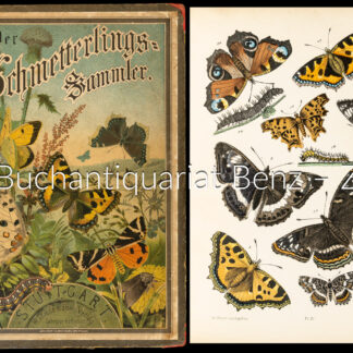 Hoffmann, Julius: -Der Schmetterlingssammler.