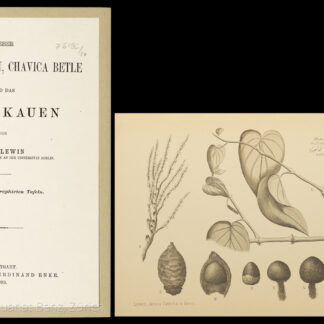Lewin, Louis: -Ueber Areca Catechu, Chavica Betle und das Betelkauen.