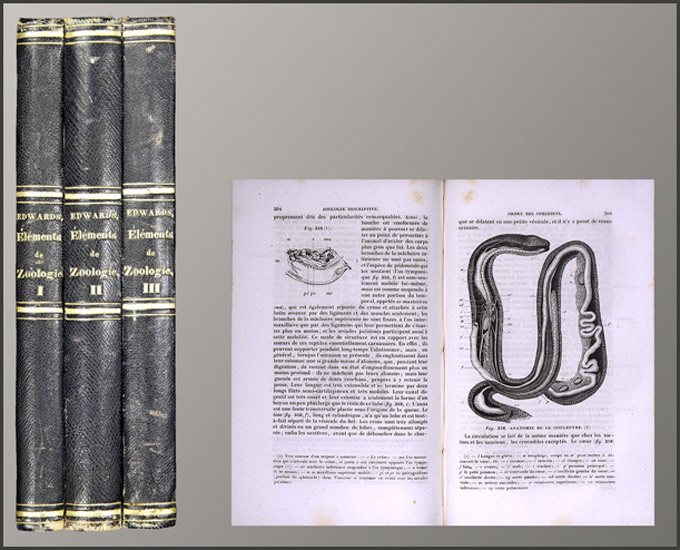 Elémens de zoologie, ou leçons sur l'anatomie, la physiologie, la classification et les moeurs des animaux. - EOS BUCHANTIQUARIAT BENZ Milne Edwards, H(enri): -Elémens de zoologie, ou leçons sur l'anatomie, la physiologie, la classification et les moeurs des animaux.