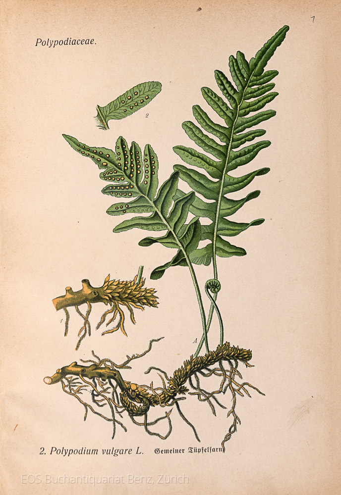 31227AB_2 - EOS BUCHANTIQUARIAT BENZ