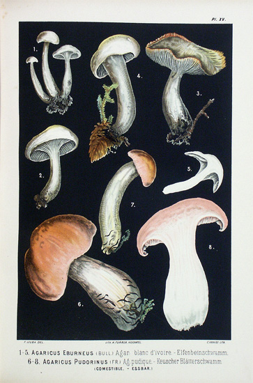 Les champignons comestibles et les espèces vénéneuses - EOS BUCHANTIQUARIAT BENZ Leuba, Fritz: -Les champignons comestibles et les espèces vénéneuses