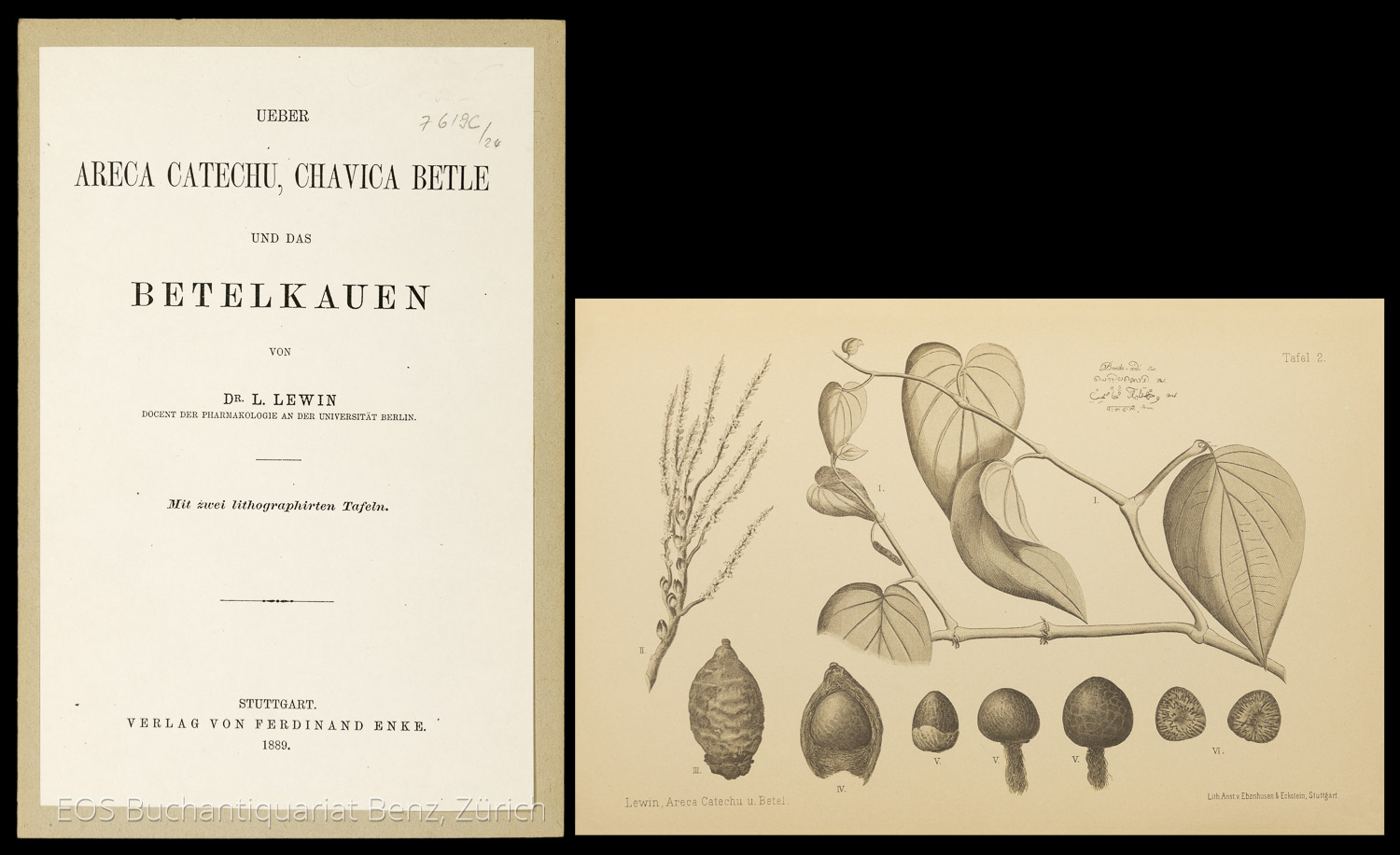 Ueber Areca Catechu, Chavica Betle und das Betelkauen. - EOS BUCHANTIQUARIAT BENZ Lewin, Louis: -Ueber Areca Catechu, Chavica Betle und das Betelkauen.