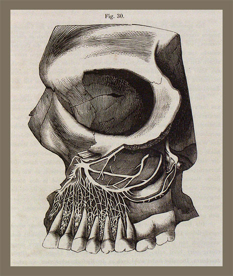 Compendium der Zahnheilkunde. - EOS BUCHANTIQUARIAT BENZ Nessel, Franz: -Compendium der Zahnheilkunde.