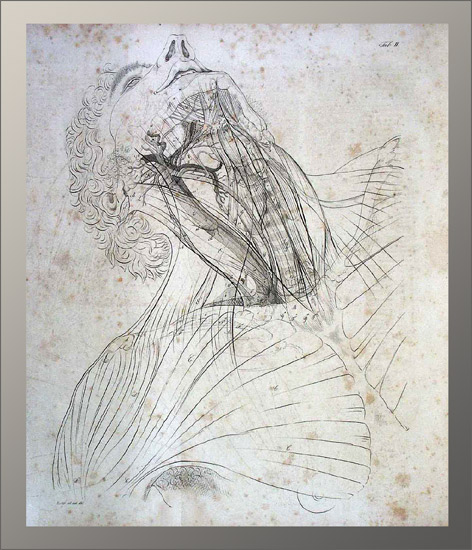 Chirurgische Anatomie der Ligaturstellen am menschlichen Körper. - EOS BUCHANTIQUARIAT BENZ Froriep, Robert: -Chirurgische Anatomie der Ligaturstellen am menschlichen Körper.