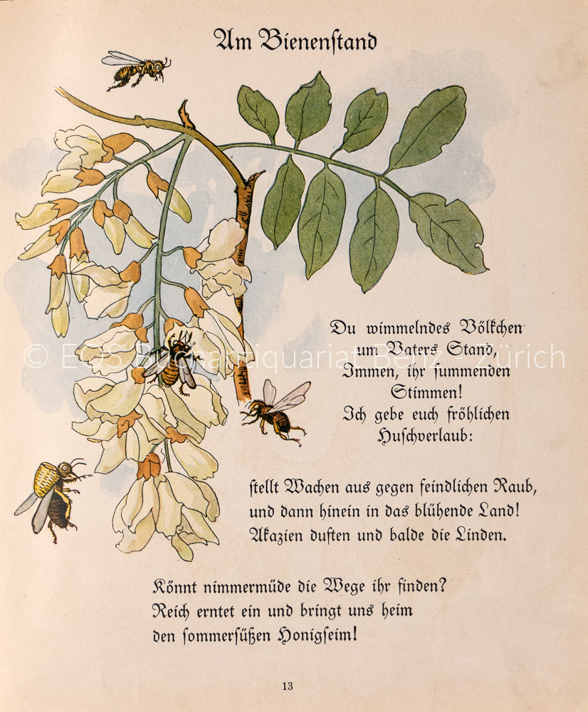 3983DB_2 - EOS BUCHANTIQUARIAT BENZ