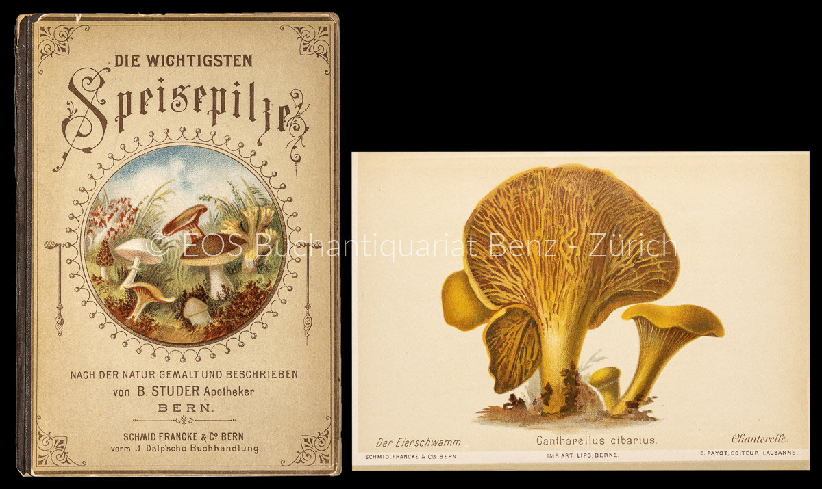 Die wichtigsten Speisepilze der Schweiz nach der Natur gemalt und beschrieben von B. Studer, Apotheker in Bern. - EOS BUCHANTIQUARIAT BENZ Studer, B.: -Die wichtigsten Speisepilze der Schweiz nach der Natur gemalt und beschrieben von B. Studer, Apotheker in Bern.