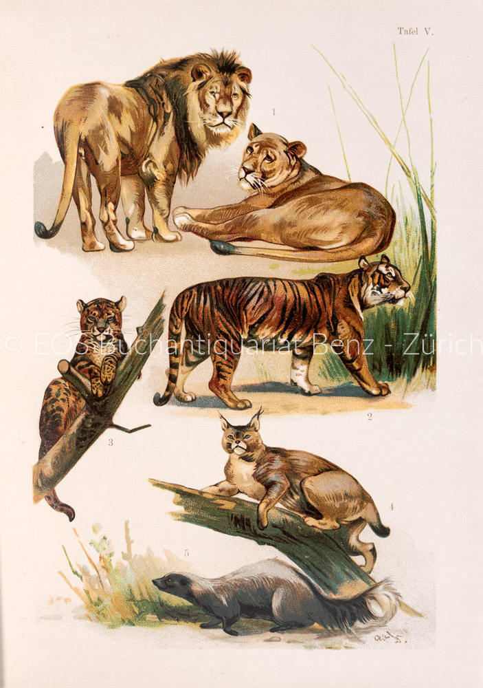 6124BB_3 - EOS BUCHANTIQUARIAT BENZ