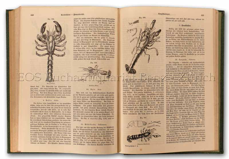 Naturgeschichte der Gliedertiere Insekten, Spinnen, Krebse, Würmer. - EOS BUCHANTIQUARIAT BENZ Giebel, C.G.: -Naturgeschichte der Gliedertiere Insekten, Spinnen, Krebse, Würmer.