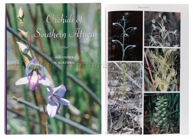 Orchids of Southern Africa. - EOS BUCHANTIQUARIAT BENZ Linder, H(ans) P(eter) u. Kurzweil, H.: -Orchids of Southern Africa.