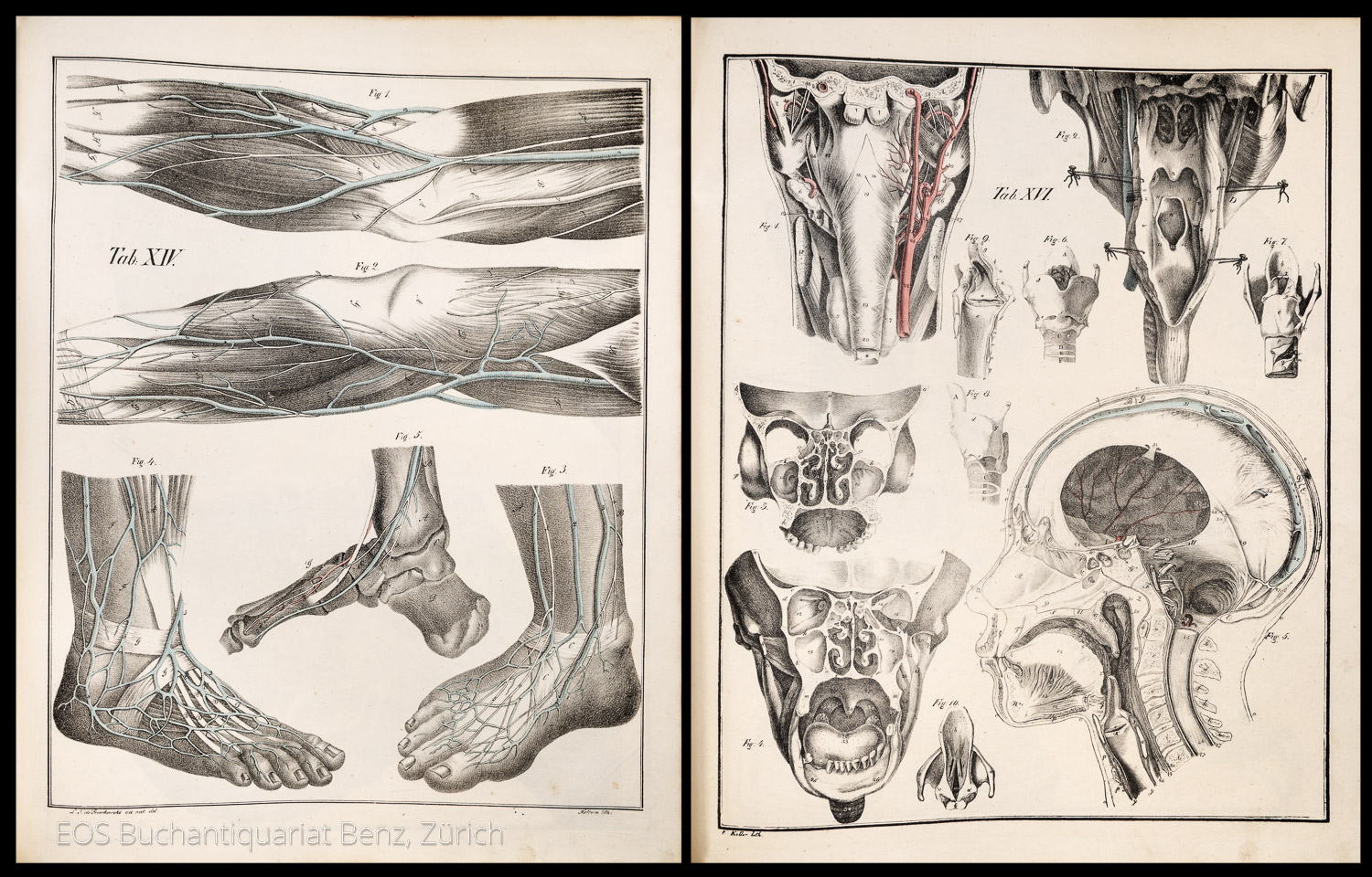 Bierkowski, Ludwig Joseph von: Anatomisch-chirurgische Abbildungen – Bild 2