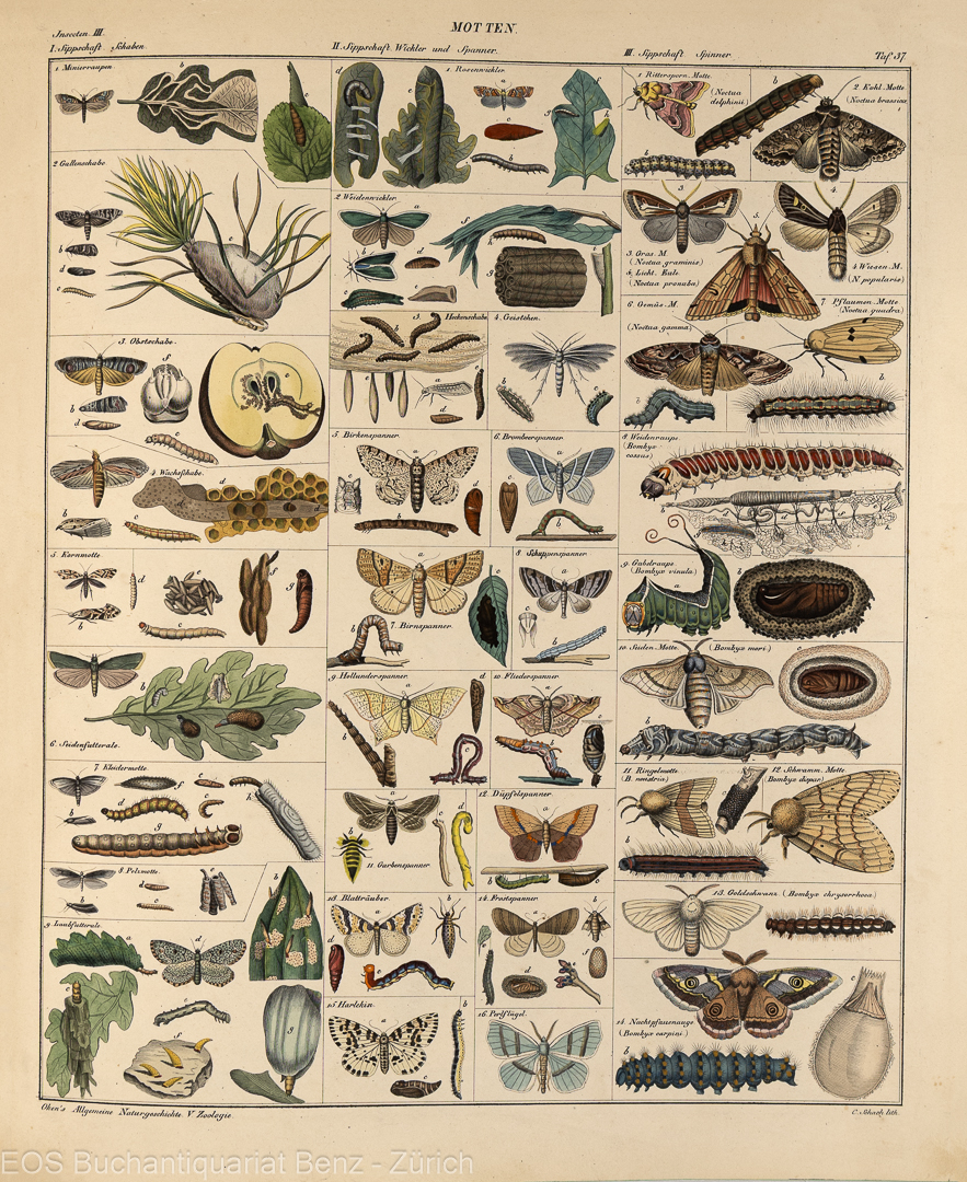 Oken, Lorenz: Abbildungen zu Oken's allgemeiner Naturgeschichte, - Image 3