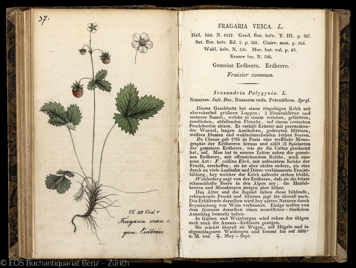 Hegetschweiler, Johannes: Sammlung von Schweizer Pflanzen – Bild 3