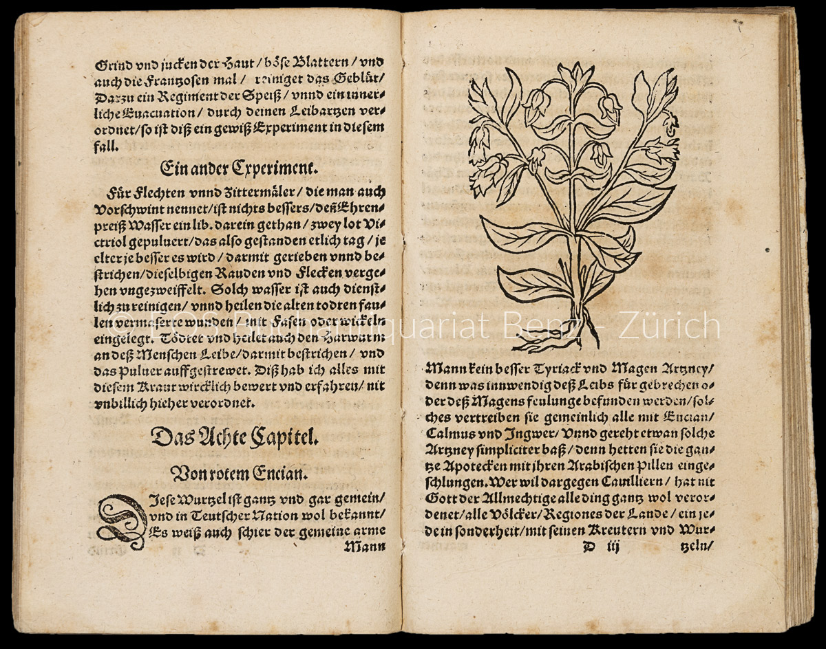 Schnellenberg, Tarquinius: Experimenta. Von zwentzig Pestilentz Wurtzeln, unnd Kreutern, - Image 2