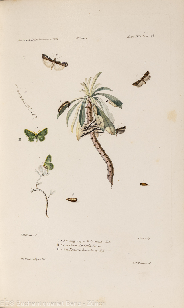 Millière, Pierre: Icnographie et description de chenilles et lépidoptères inédits. – Bild 3