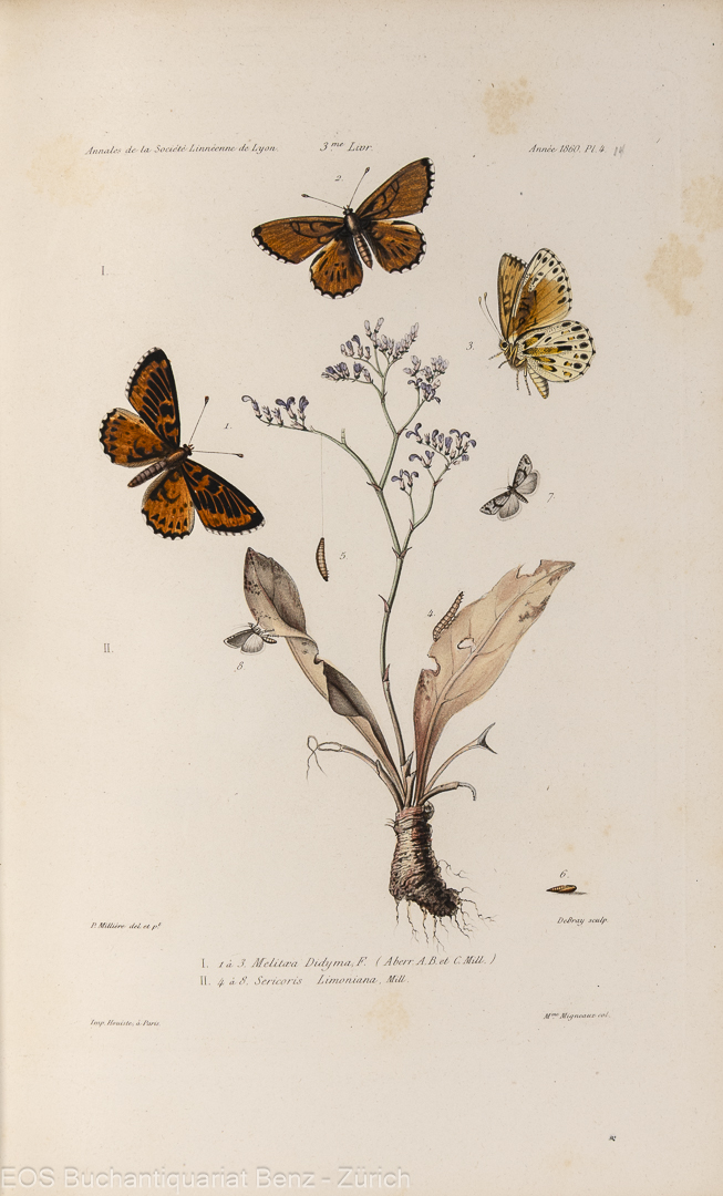 Millière, Pierre: Icnographie et description de chenilles et lépidoptères inédits. – Bild 4