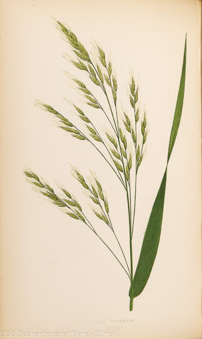 Lowe, Edward Joseph: Natural History of British Grasses. - Image 2