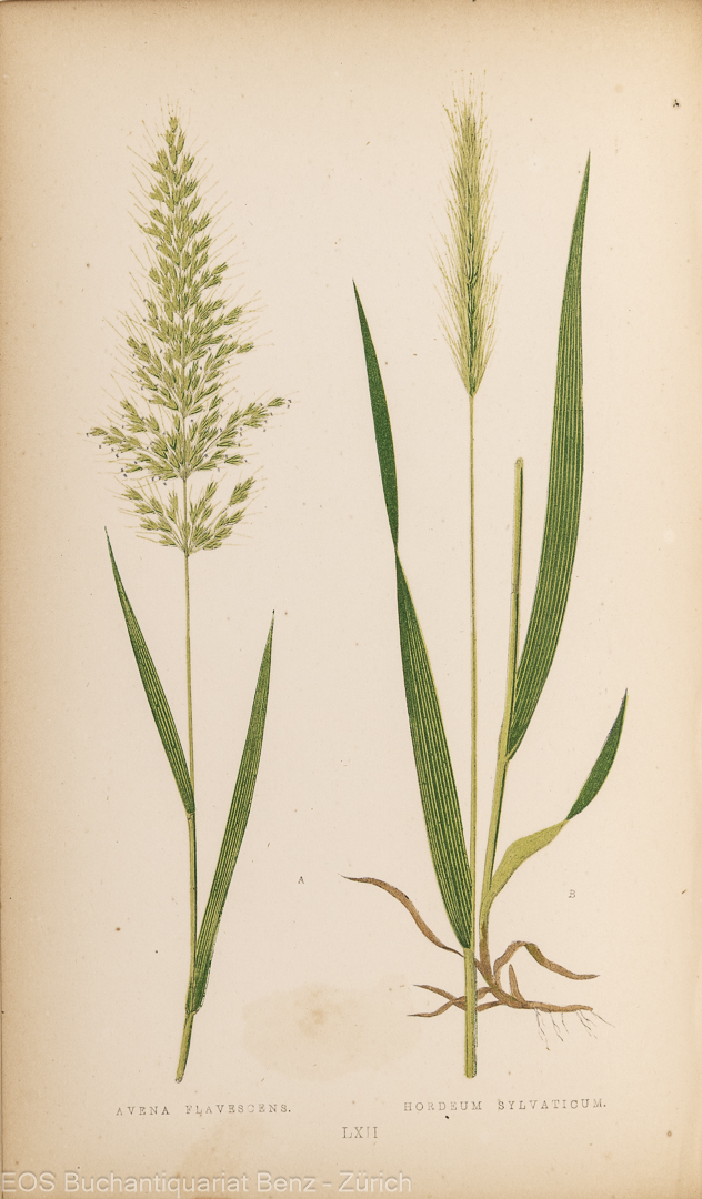Lowe, Edward Joseph: Natural History of British Grasses. - Image 3