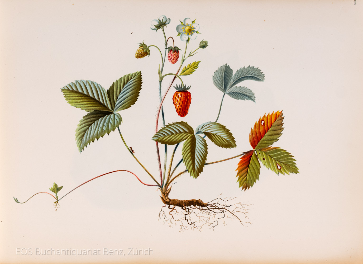 Stoecklin, Niklaus: Schönheiten der Natur. - Image 2