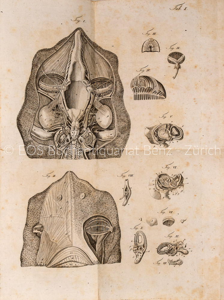 Scarpa, Antonio: Anatomische Untersuchungen des Gehörs und Geruchs. – Bild 2