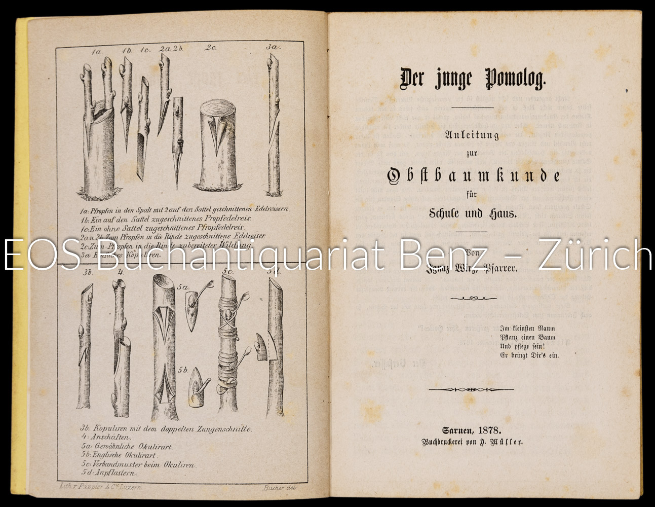 Wirz, Ignaz: Der junge Pomolog. – Bild 2