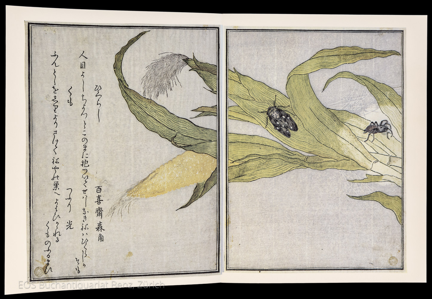 Kitagawa, Utamaro: Songs of the garden. – Bild 3