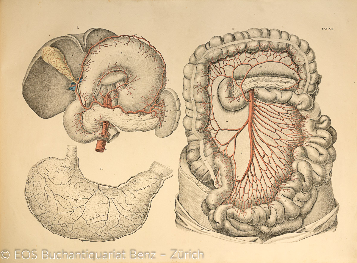 Weber, Moritz Ignaz: Anatomischer Atlas des Menschlichen Körpers. - Image 2