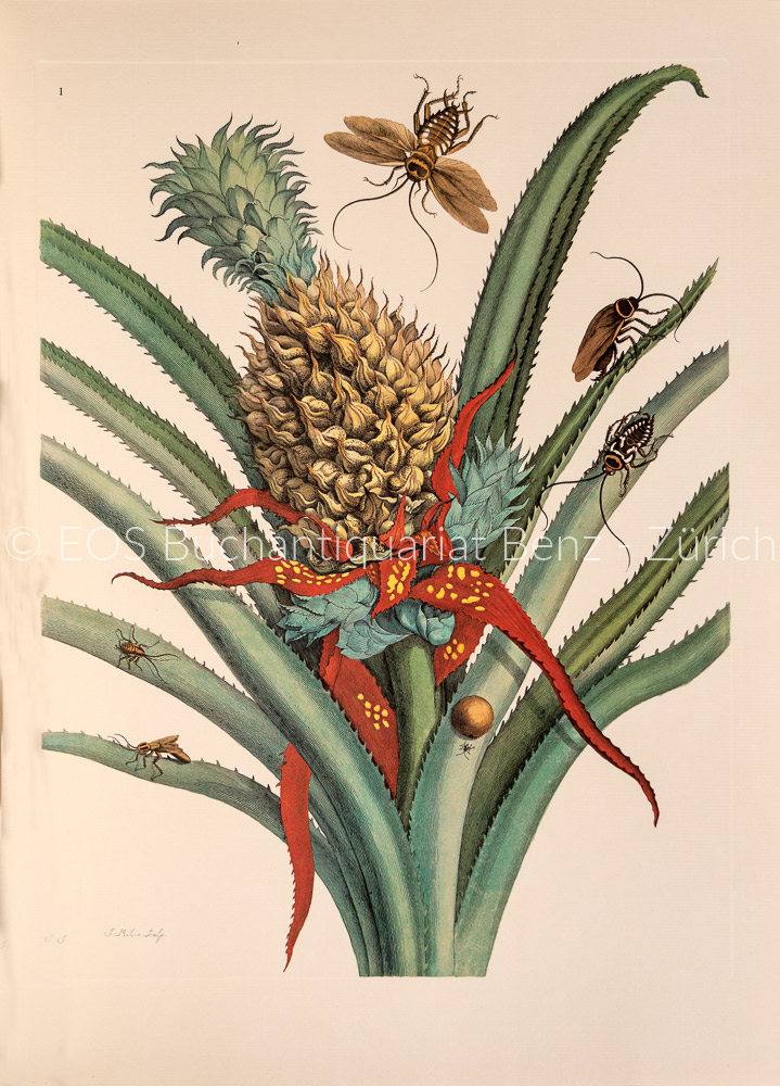 Merian, Maria Sibylla: Histoire naturelle des plantes & insectes de Surinam. / Naturgeschichte der Pflanzen & Insekten ... – Bild 2
