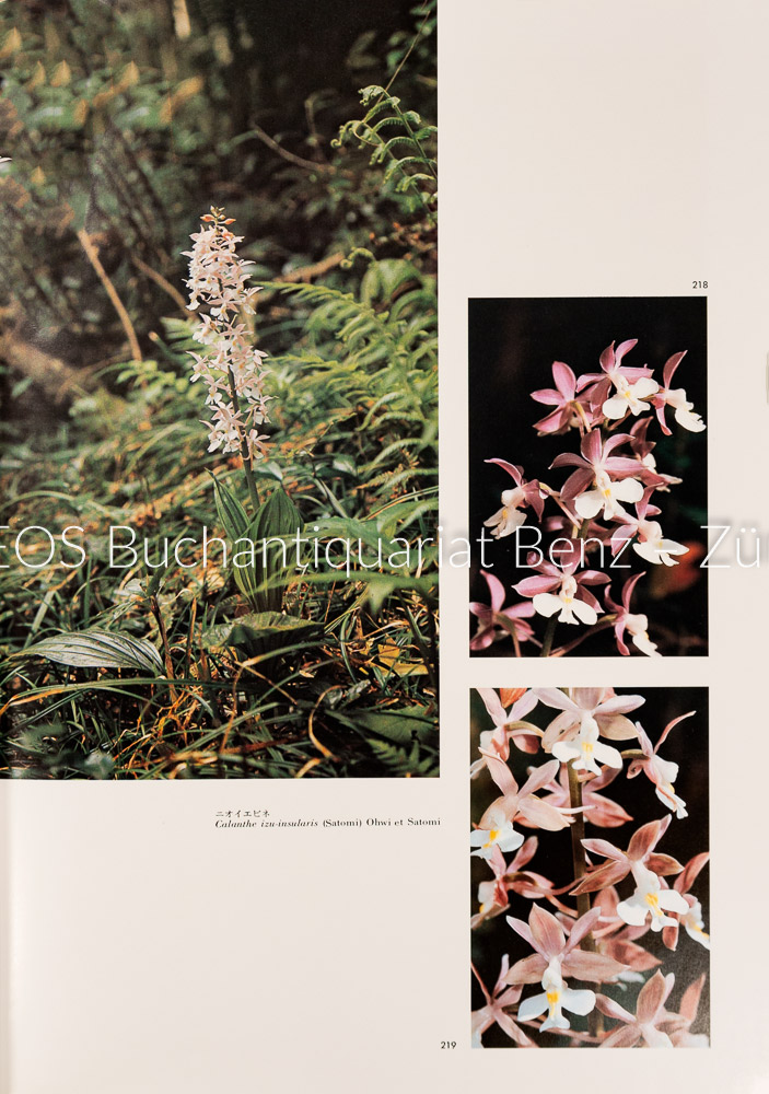 Kanda, Kiyoshi: The Native Orchids of Japan. – Bild 2