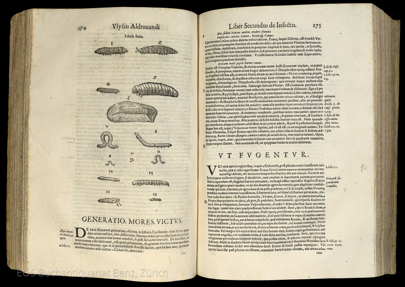 Aldrovandi, Ulisse: De Animalibvs Insectis Libri Septem. - Image 2
