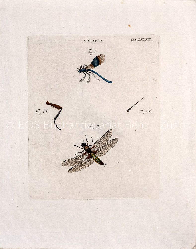 Schaeffer, Jacob Christian: Elementa entomologica cum apendice. Einleitung in die Insectenkenntnis mit einem Nachtrage. – Bild 2