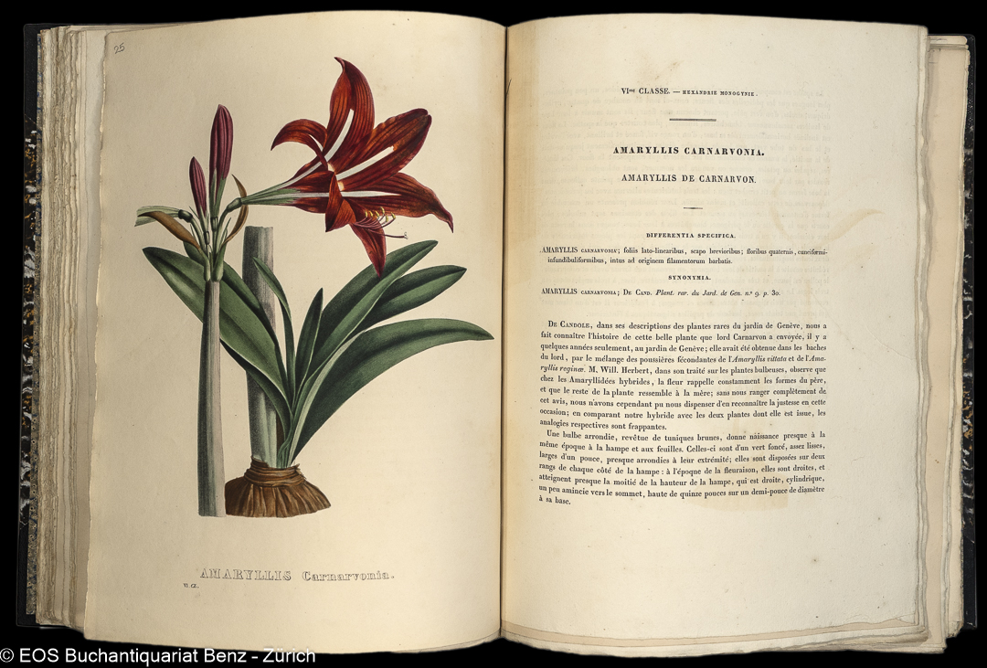 Geel, Pierre Corneille van: Sertum botanicum. – Bild 3
