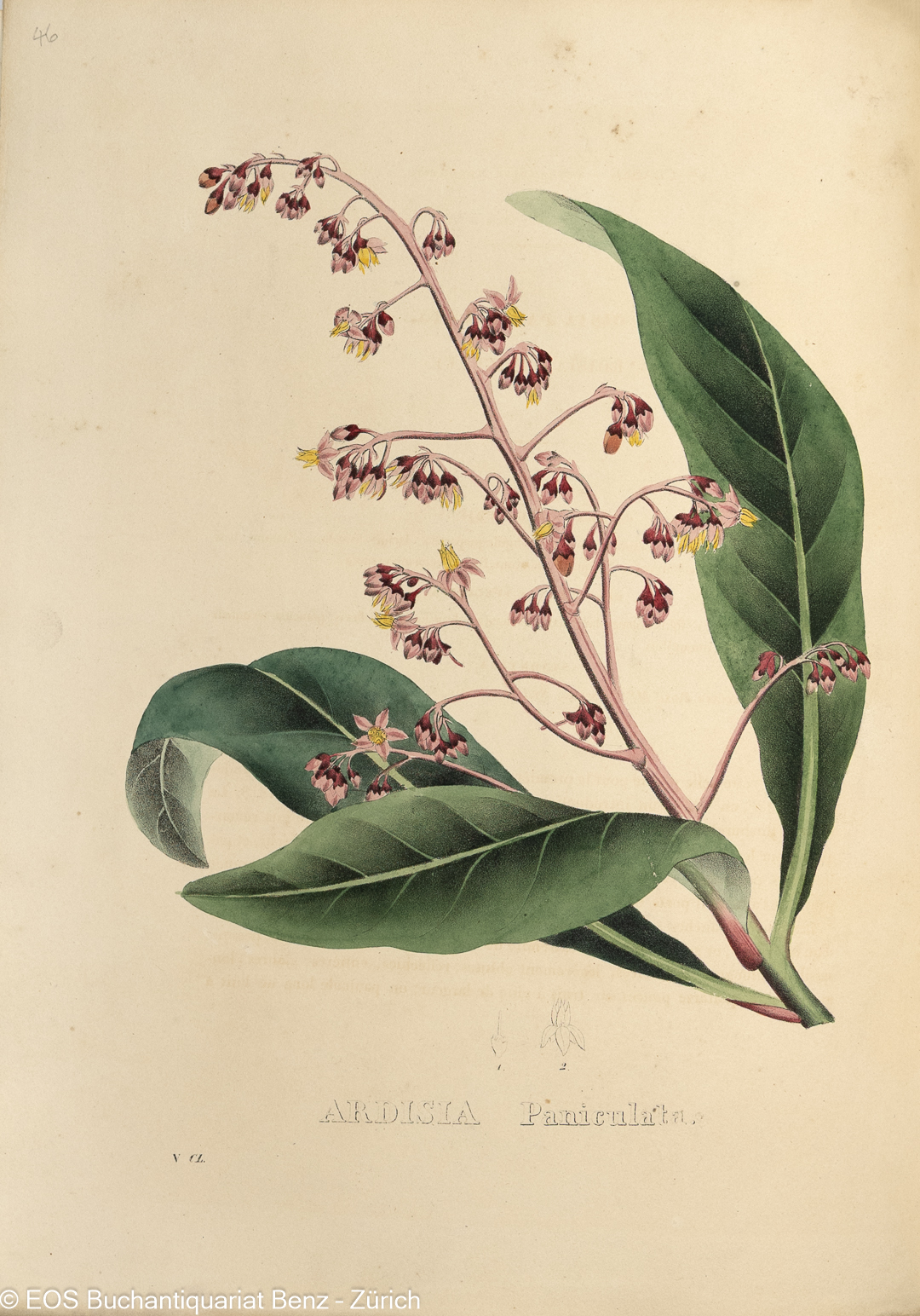 Geel, Pierre Corneille van: Sertum botanicum. – Bild 4