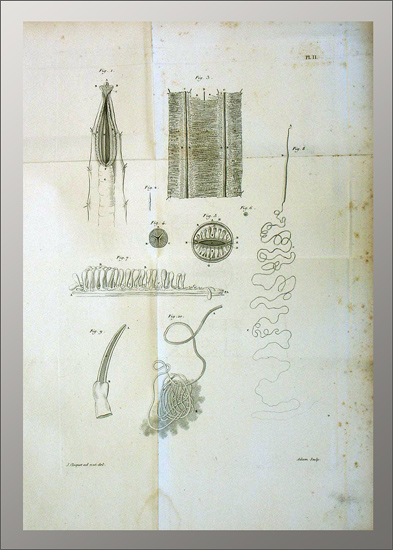 Cloquet, Jules(-Germain): -Anatomie des vers intestinaux.