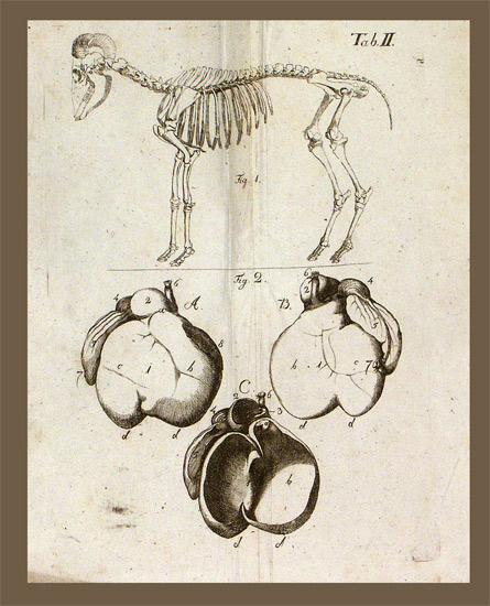 Veith, Johann Emanuel: -Handbuch der Veterinärkunde
