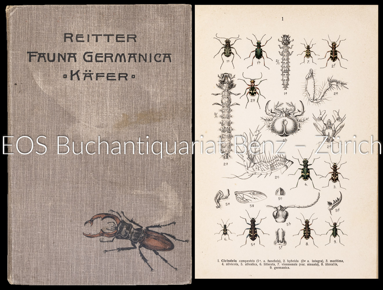 Reitter, Edmund; Fauna Germanica. - Image 2