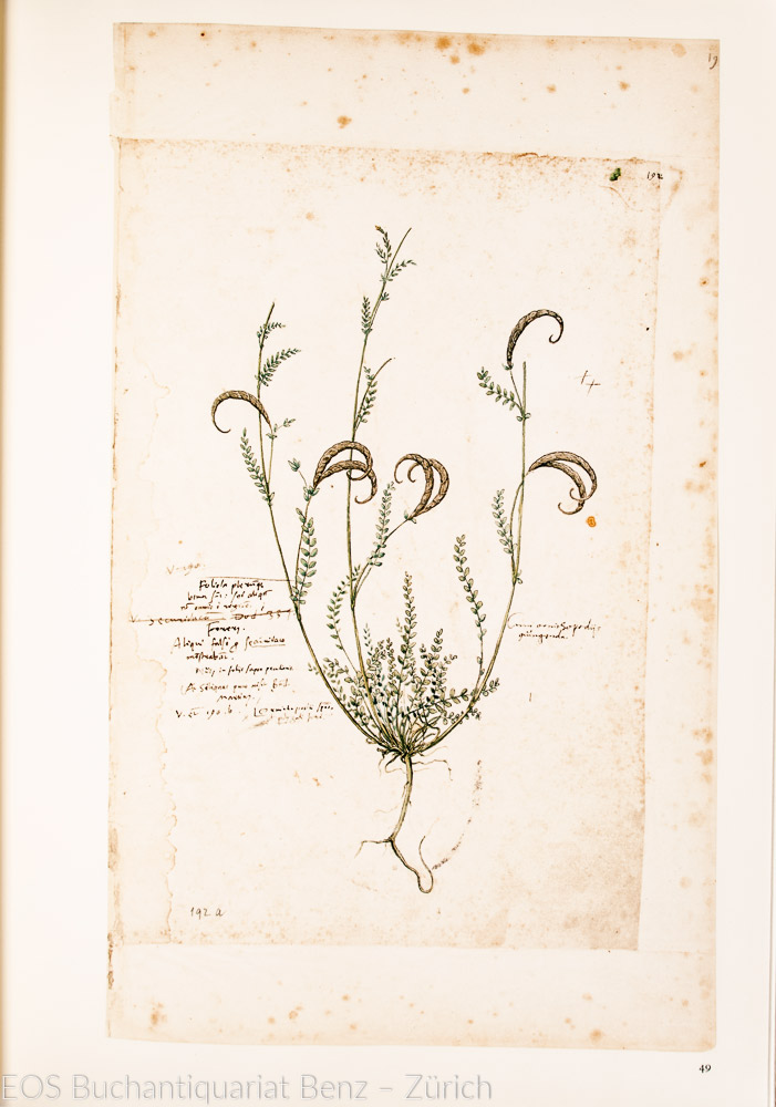 Gessner, Conrad: Historia Plantarum. - Image 2
