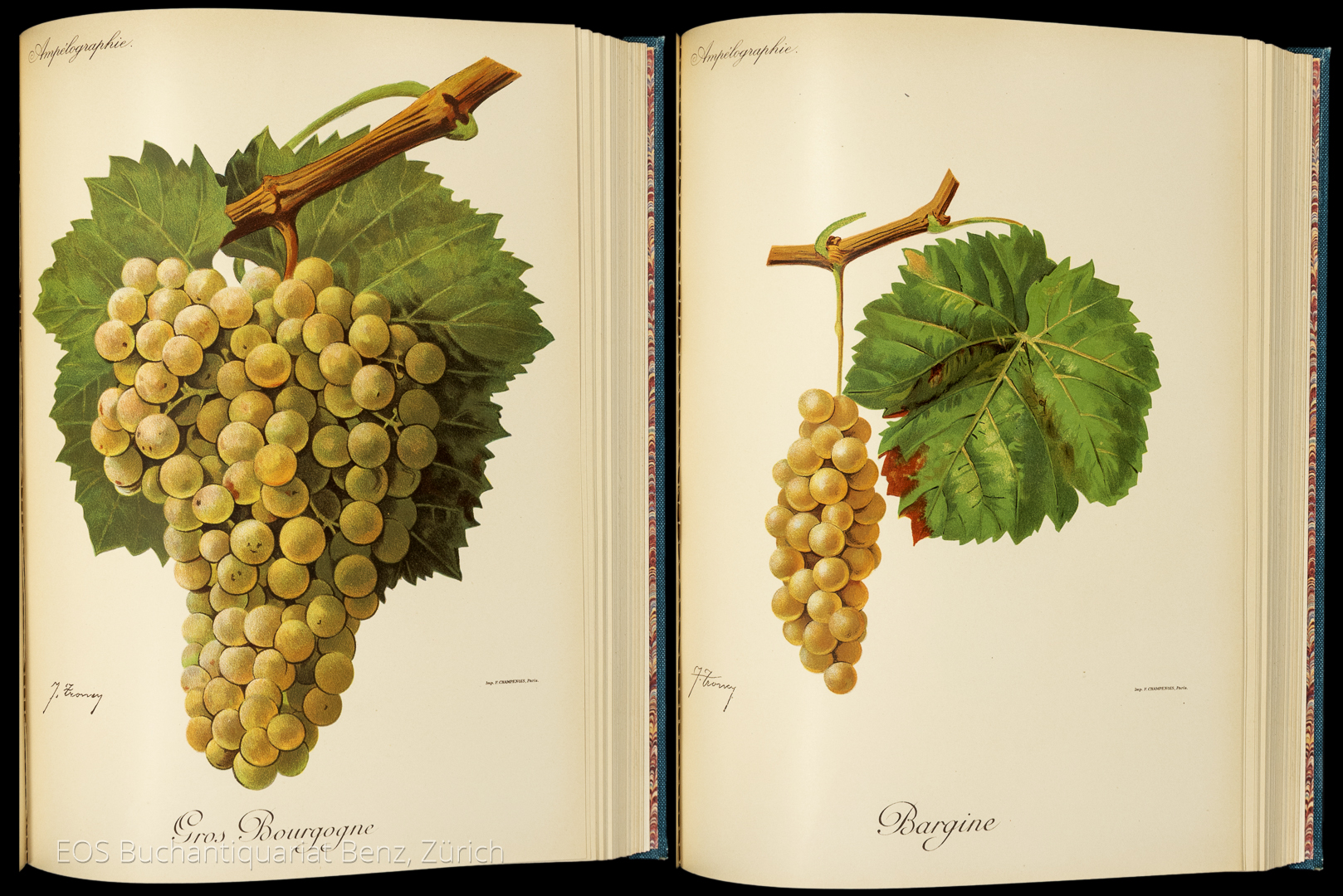 Viala P. & Vermorel V. Ampélographie. – Bild 2
