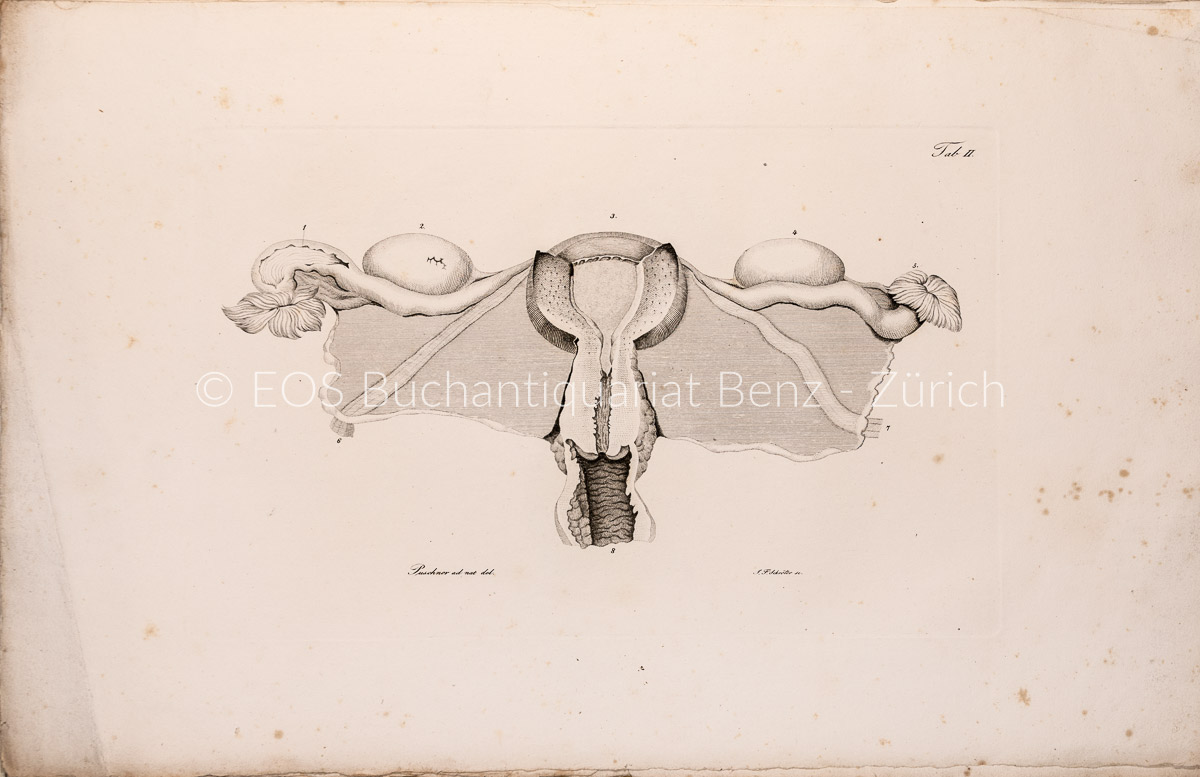 Seiler, Burkhard Wilhelm: Die Gebärmutter - Image 2