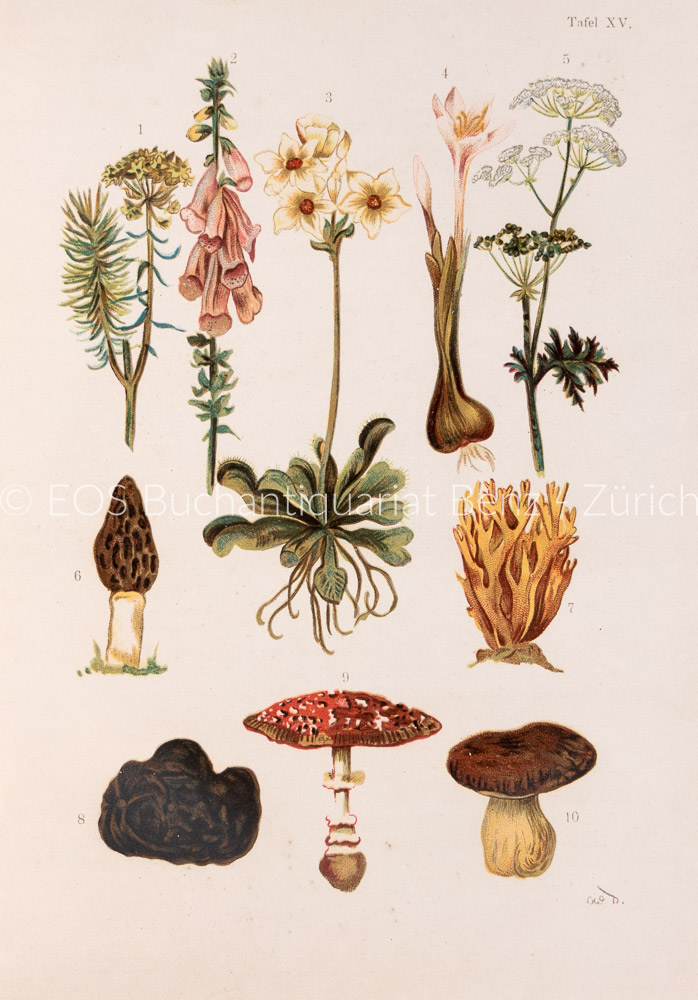 Martin, (F.): Allgemeine Naturgeschichte - Image 4
