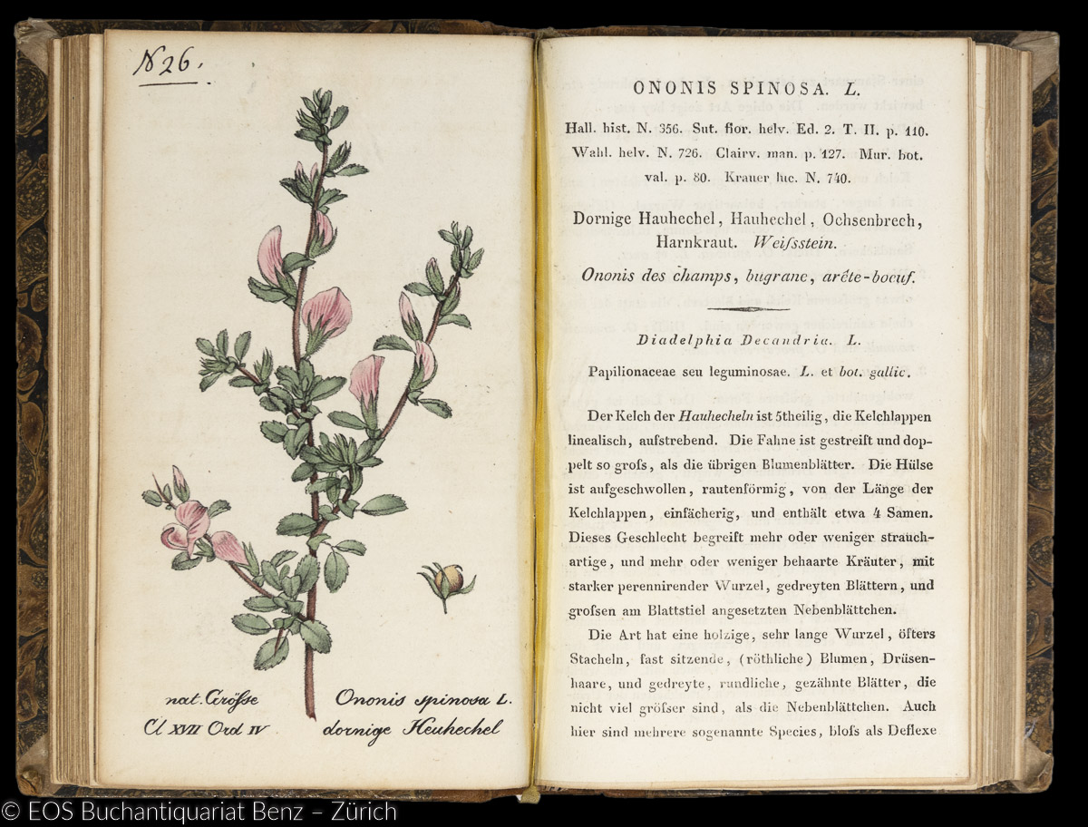Hegetschweiler, Johannes: Sammlung von Schweizer Pflanzen – Bild 2