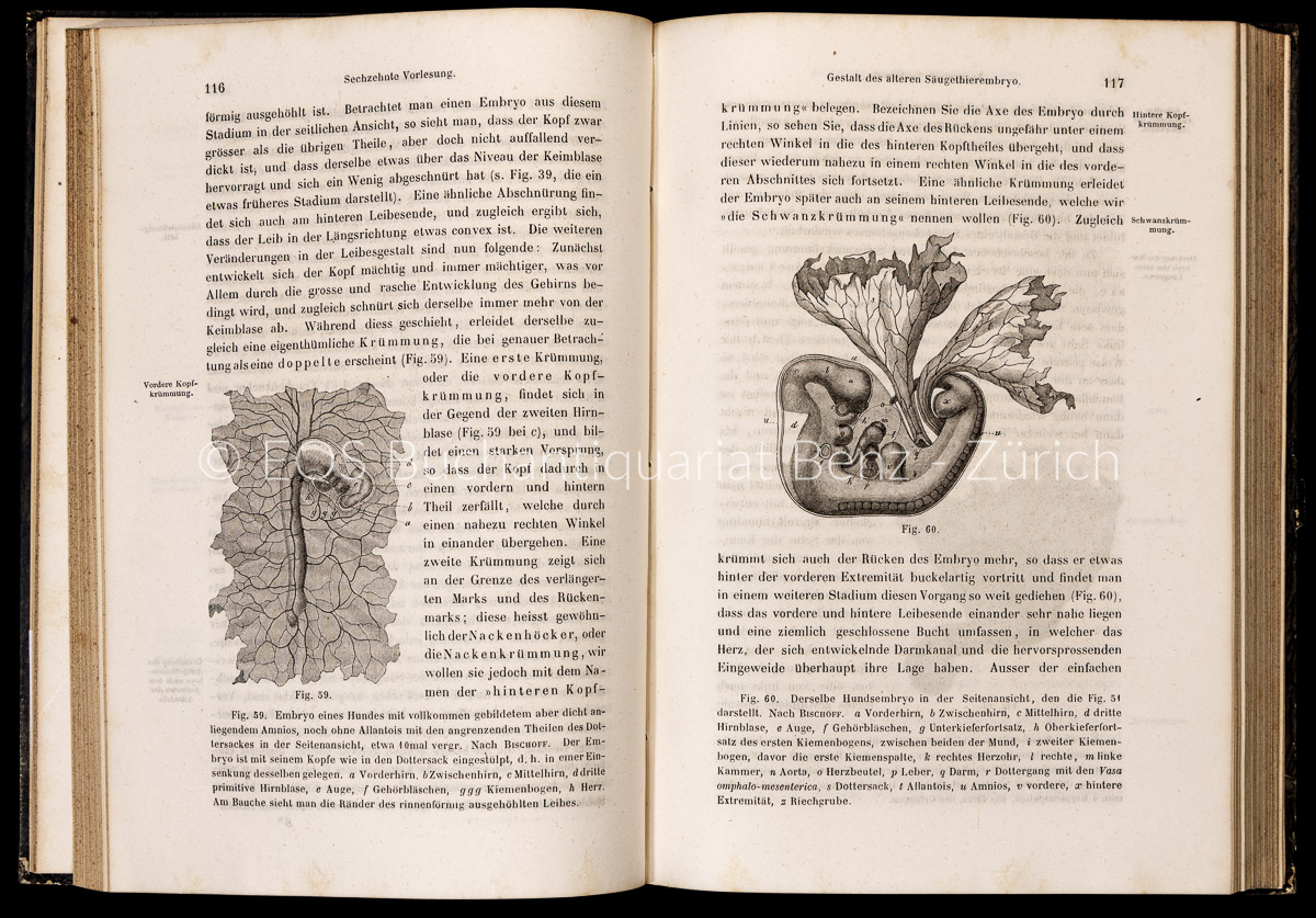 Kölliker, Rudolf Albert: Entwicklungsgeschichte des Menschen und der höheren Thiere. - Image 3
