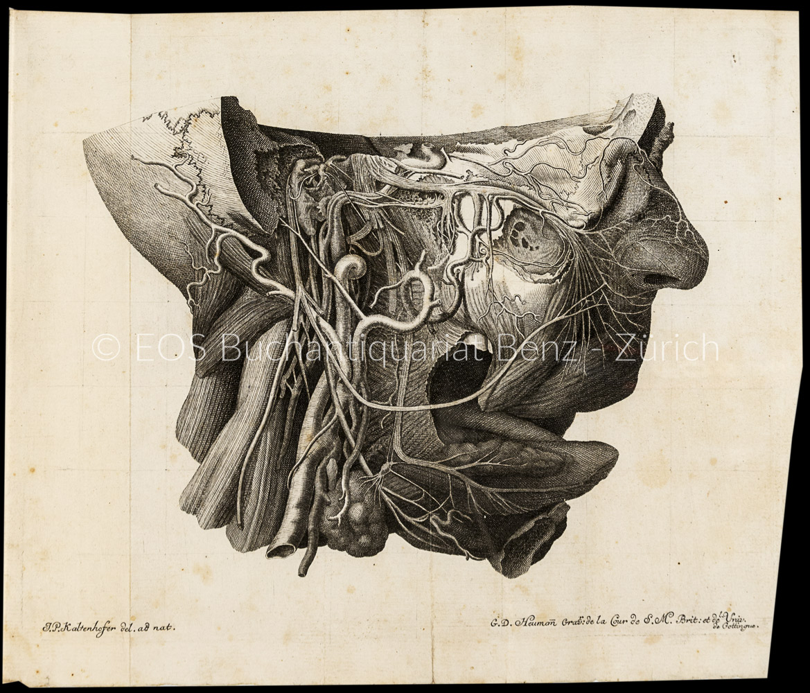 Meckel, Johann Friedrich (d. Ä): Tractatus anatomico physiologicus de uqinto pare nervorum cerebri. – Bild 2