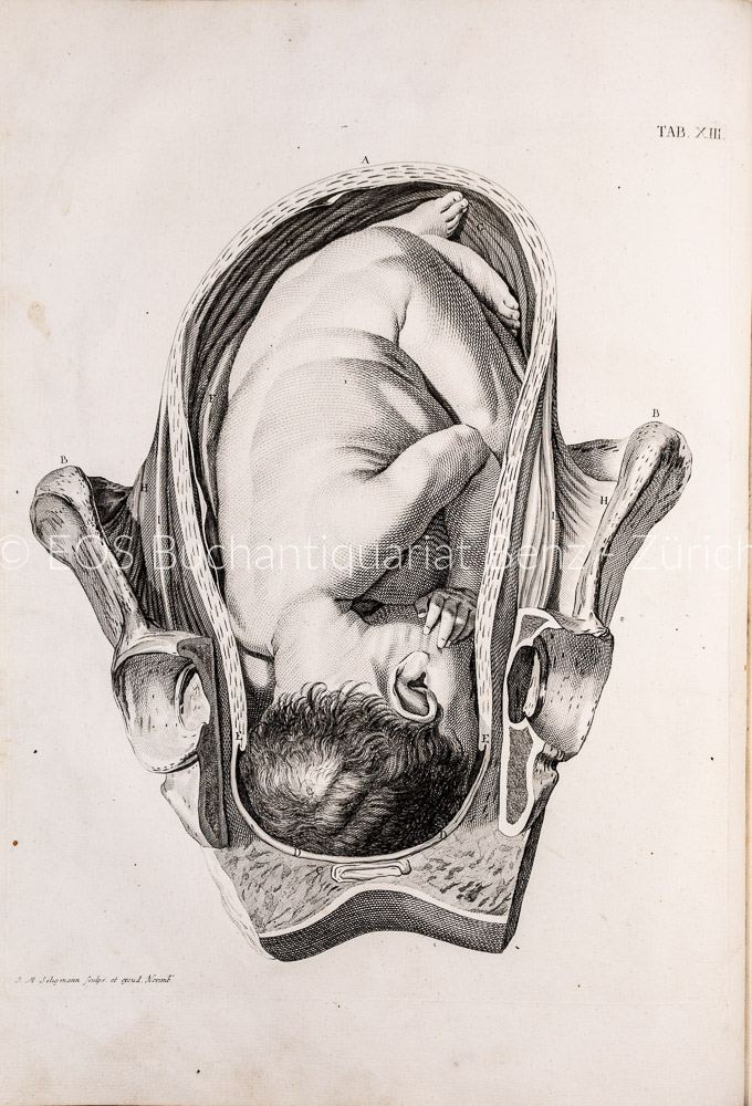 Smellie, Wilhelm: Sammlung anatomischer Tafeln nebst einer Erklärung derselben und einem kurzen Begriff der Hebammenkunst – Bild 3