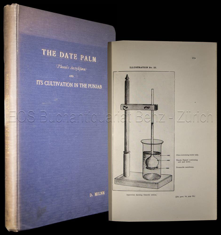 Milne, David: -The Date Palm and