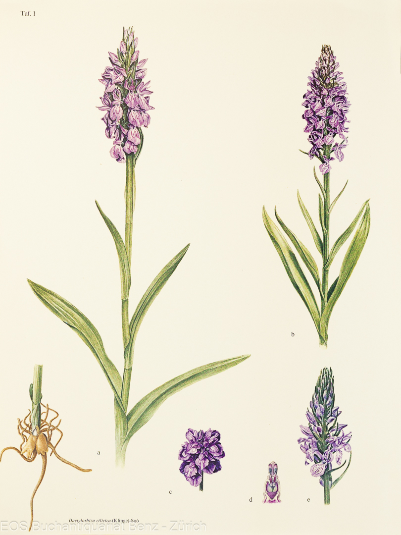 Nelson, Erich: Monographie und Ikonographie der Orchidaceen-Gattungen Serapias, Aceras, Loroglossum, Barlia. - Image 3